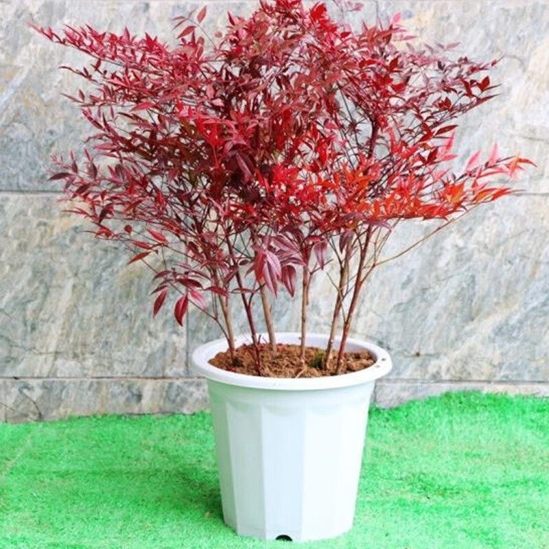 素蜜红天竹树苗 红天竺 红叶南天竹盆栽景 阳台盆栽红天竹 火焰南天竹