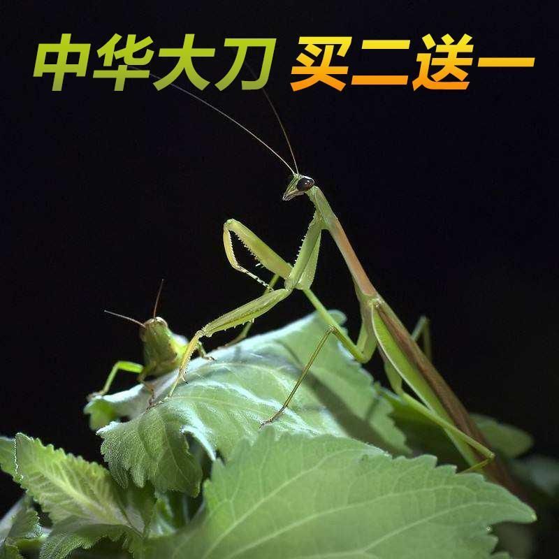 螳螂兰花螳螂宠物宠物爬宠送食物活 大刀1龄(刚出生的不懂了解再拍