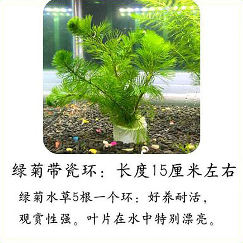 蜈蚣草 相关京东优惠商品排行榜 2 价格图片品牌优惠券 虎窝购