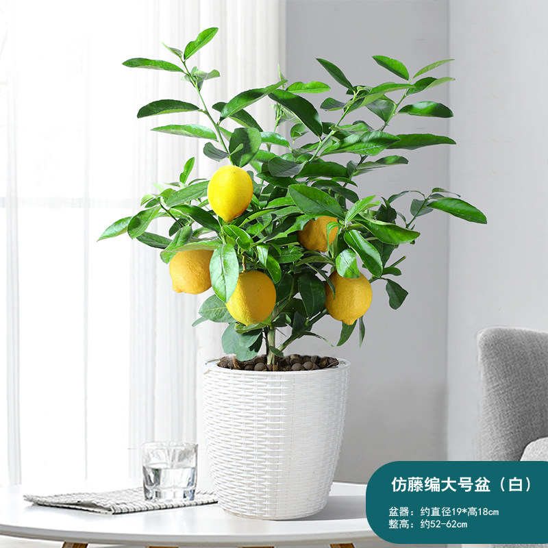 京东大型绿植价格监测|大型绿植价格走势图