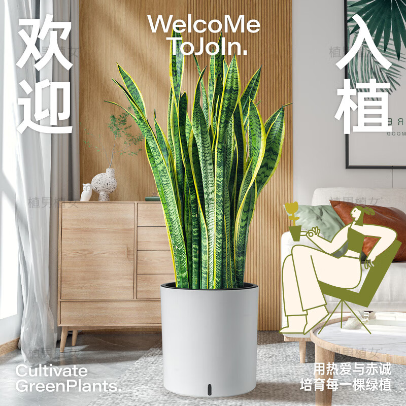 植男植女网红大型金边虎皮兰北欧植物客厅卧室办公室观叶绿植盆栽源头直发