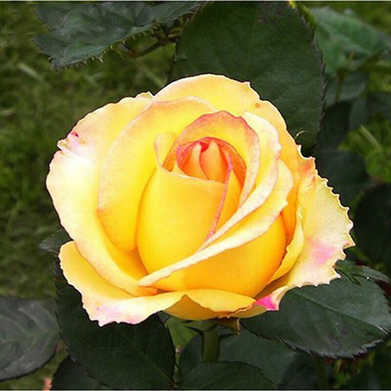 当年开花绿植盆栽室内外花卉观花植物庭院阳台蔷薇月季 m金凤凰1棵