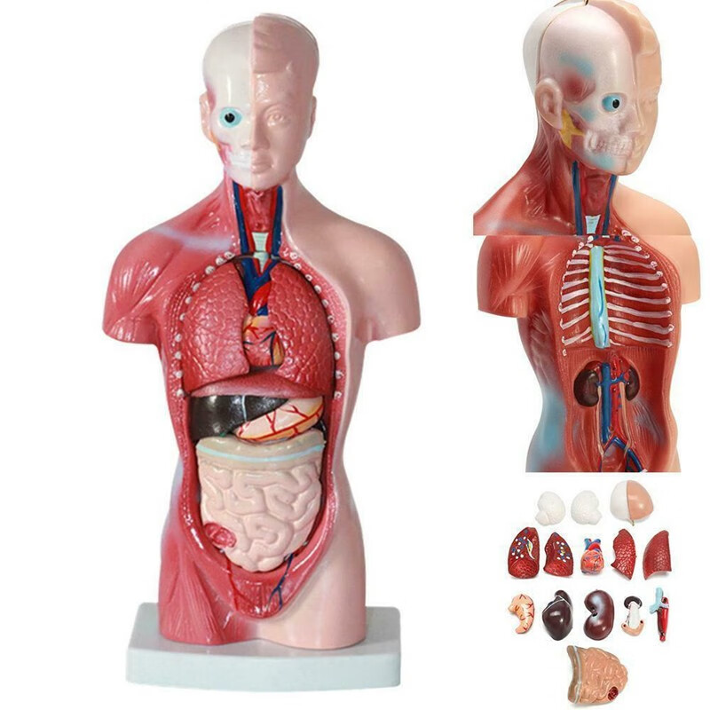 28cm85cm人体器官结构解剖模型儿童玩具大脑心脏系统结构躯干骨骼肌肉模特教学拆卸人体躯干拼图 26cm人体躯干可拆15件