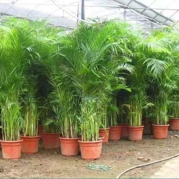 绿植盆栽历史价格数据|绿植盆栽价格比较