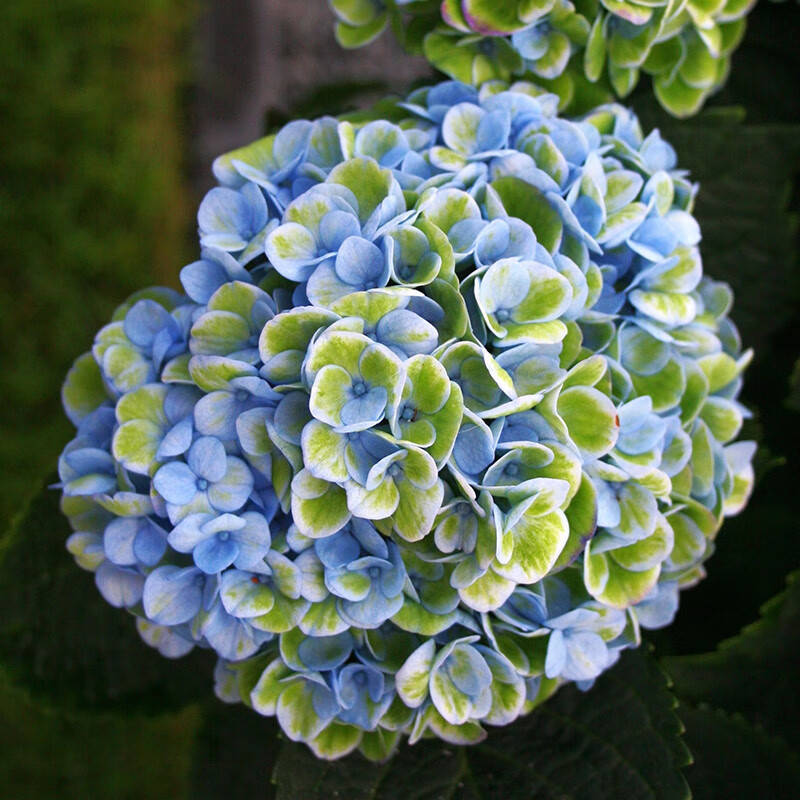 史绣球无尽夏绣球八仙花耐寒老桩花苗盆栽室内阳台庭院植物 魔幻革命