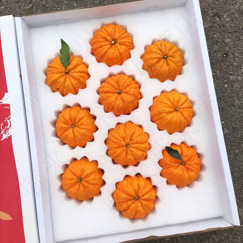 皓谦【jd物流】发财柑新鲜水果甜度高香气足味道浓郁南瓜柑礼盒