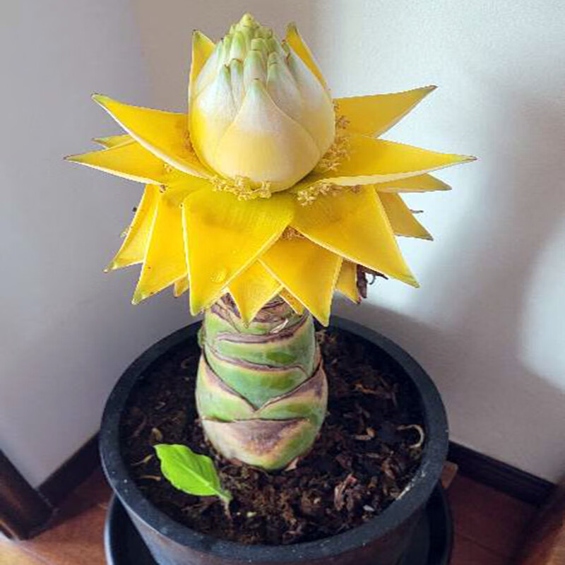 辉客映上地涌金莲带花苞千瓣莲花大型花卉植物可室内室外易栽易活 高