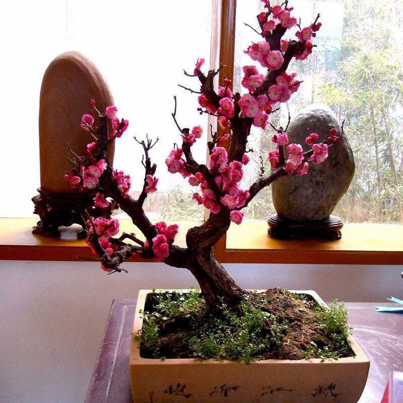 原生盆栽地栽红梅绿梅梅花老桩盆景庭院植物嫁接梅花盆栽梅花树耐寒植物四季花卉 游龙梅 5年苗