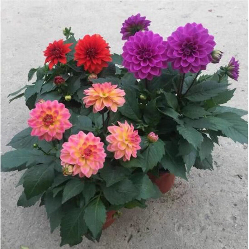 倾奢小丽花盆栽带花宿根植物好看好养的花阳台庭院大丽花开花花卉