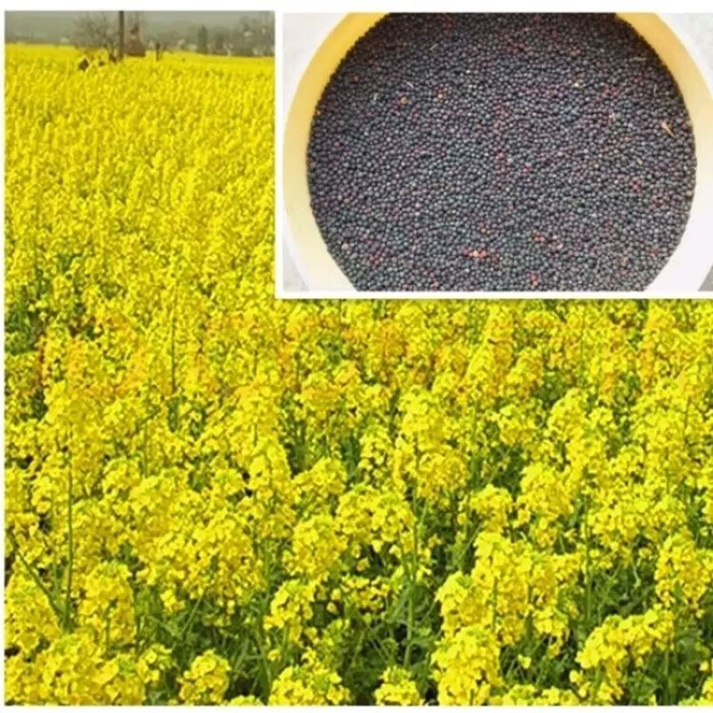 老品种油菜种子油菜花种子2020新种子高产千斤王油菜籽出油率特高