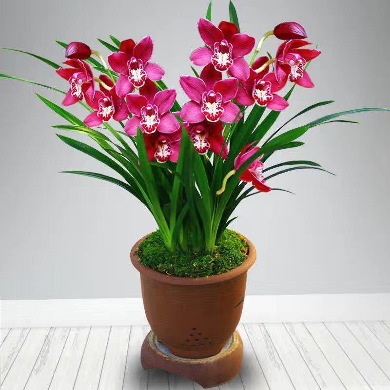 【精品绿植】兰花盆栽苗墨兰建兰蕙兰开花浓香花卉室内盆栽植物好养