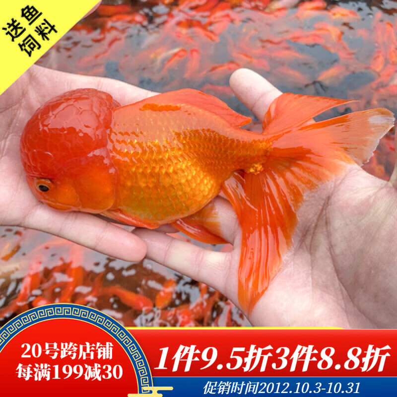 金鱼 相关京东优惠商品排行榜 2 价格图片品牌优惠券 虎窝购