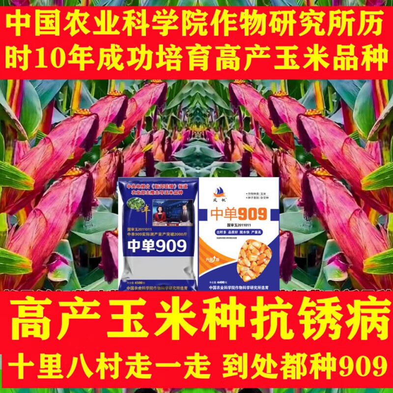 中单909高产玉米种子国审矮杆抗倒伏大棒批发抗病抗旱涝苞米 紫大棒