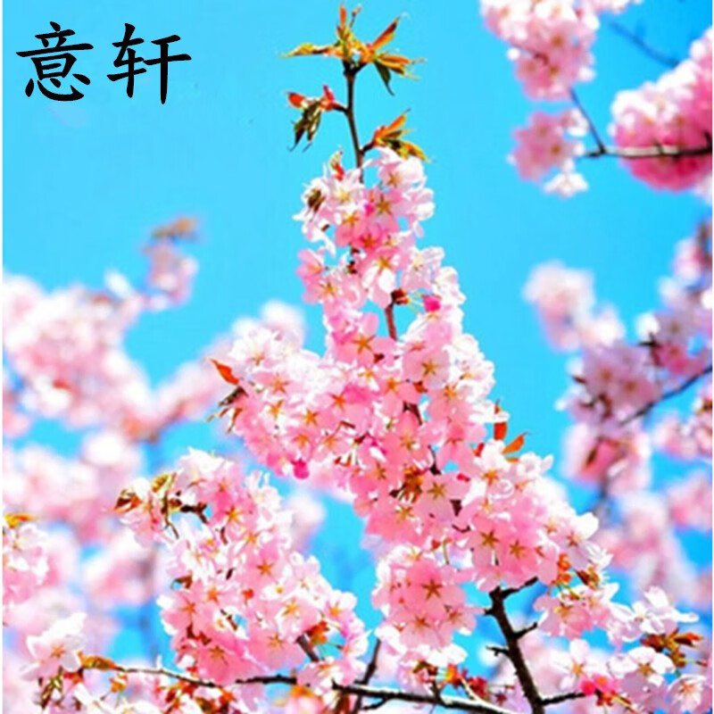 意轩庭院绿化工程苗木日本樱花树苗单瓣 重瓣 盆栽地栽 樱花 朱雀 2年
