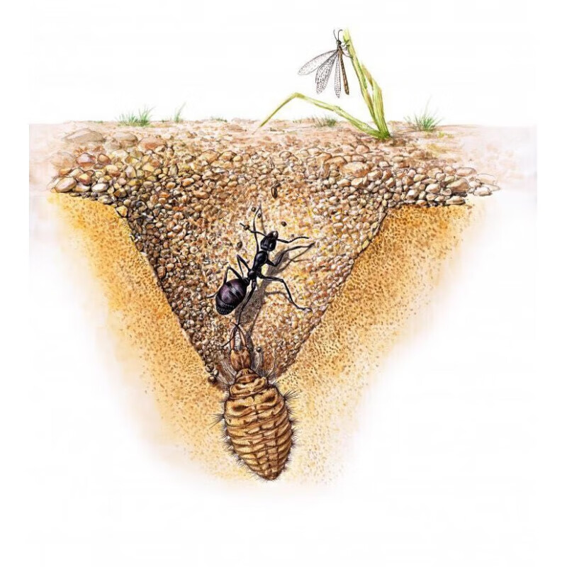 野生金沙牛活体宠物蚁狮旋涡陷阱蚂蚁杀手宠物科研教学 蚁狮活体5只