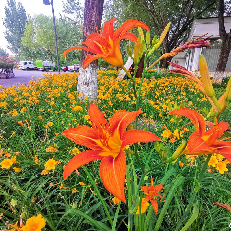 前岔 多年生宿根花草萱草种子 大花萱草 红花萱草 黄花萱草 金娃娃