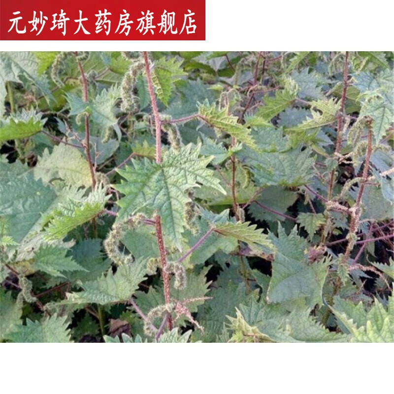 晒干荨麻根红藿麻 豁麻红禾麻草干红荨麻红荨麻草/红活麻草500克 草