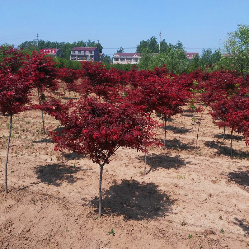 花匠家居饰品红枫树苗树苗日本红枫树苗红舞姬四季庭院植物盆栽中国红