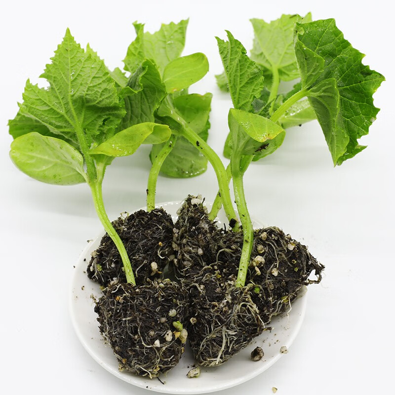 北蔬姑娘果苗灯笼果树苗水果 水果菇娘苗 5棵