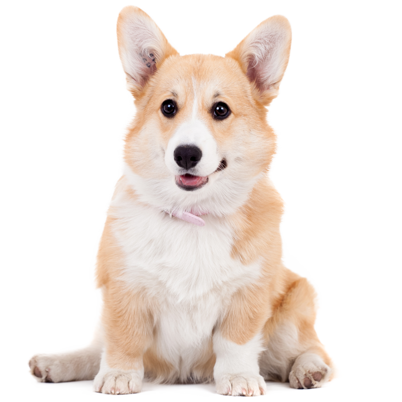 如何捕捉优惠？了解最实惠价格趋势|狗狗活体网购最低价查询