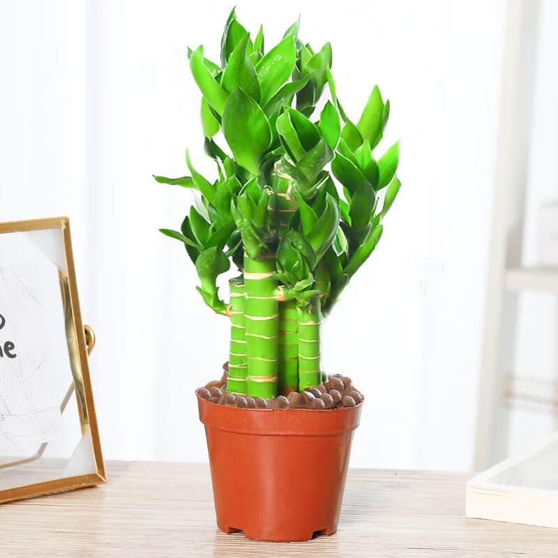 蝶之艺荷花竹观音竹土培水培造型绿植物花卉室内办公桌面盆栽四季好养