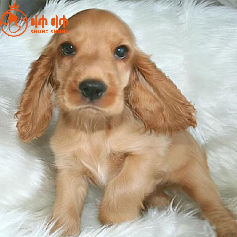 帅帅名宠【超长保障】纯种宠物狗北京实体  幼犬幼崽 可卡幼犬活体