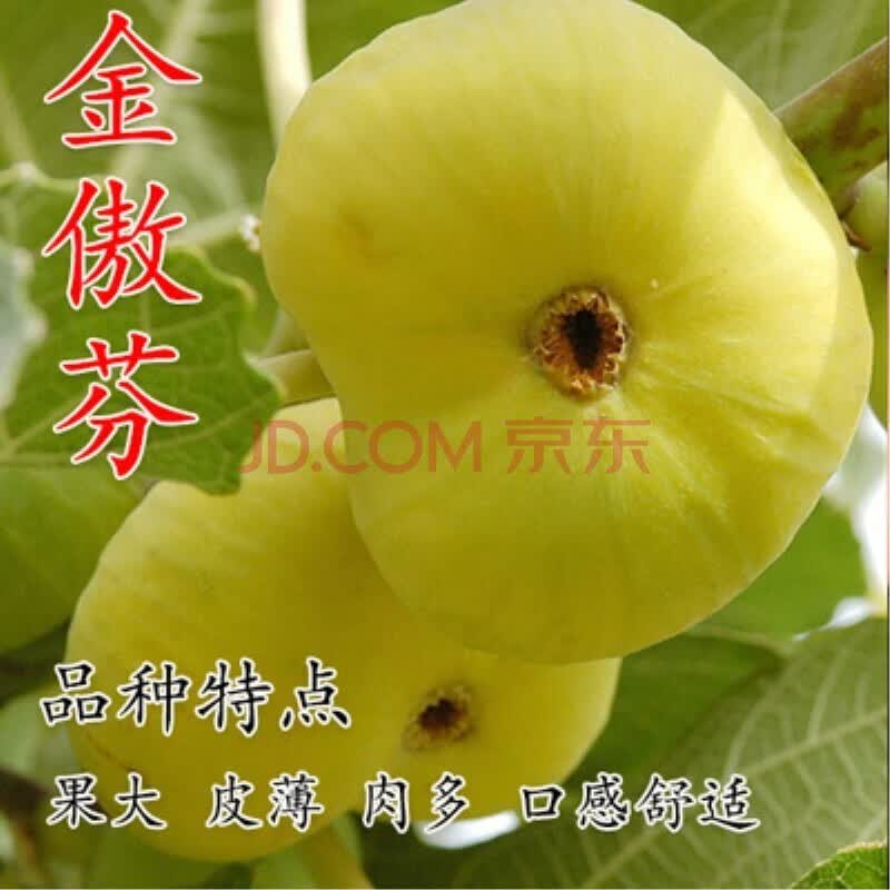 嫁接无花果苗 地栽盆栽果树苗庭院阳台种植水果树苗南北方种植 金傲芬