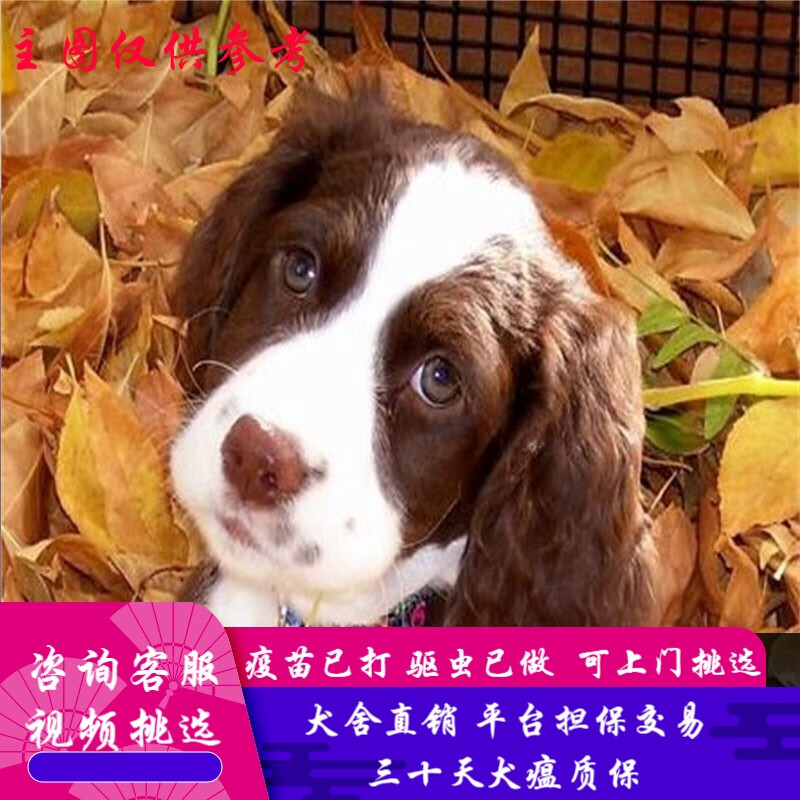 桓瑞宠物 纯种宠物狗狗活体比格犬幼犬幼崽米格鲁猎兔犬中型 宠物级a