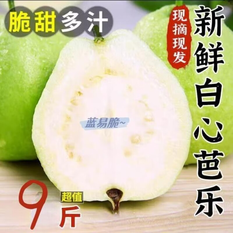 蓝易脆广西白心芭乐果园现摘现发珍珠白心番石榴新鲜芭乐果 广西白心珍珠芭乐 5斤中果店长推荐