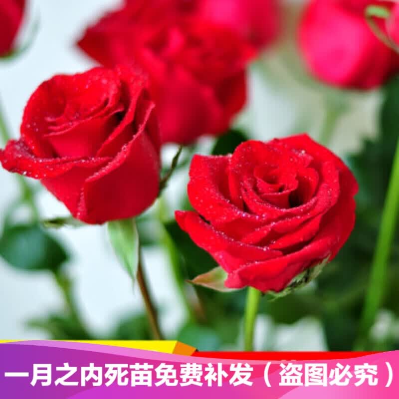 重瓣扶桑花苗又名朱槿牡丹盆栽花卉色彩鲜艳观花盆栽绿植植物波西米亚之冠 明好绿植专营店