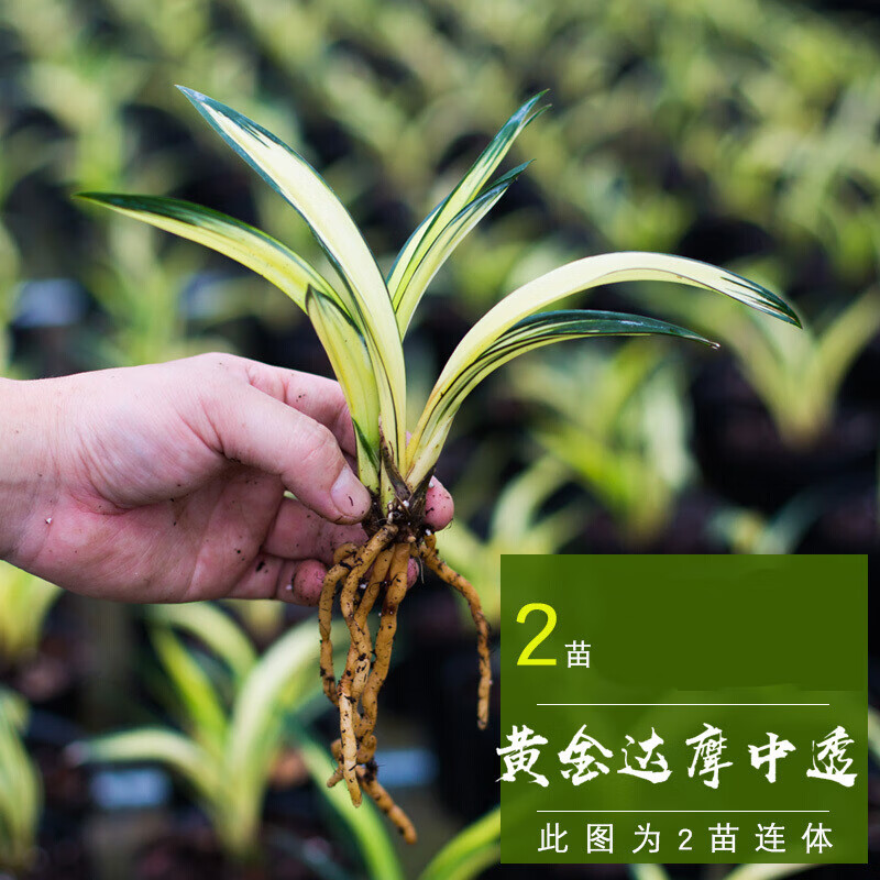 墨兰黄金达摩中透兰草矮种兰花盆栽植物名贵兰花苗带花苞金边花卉n