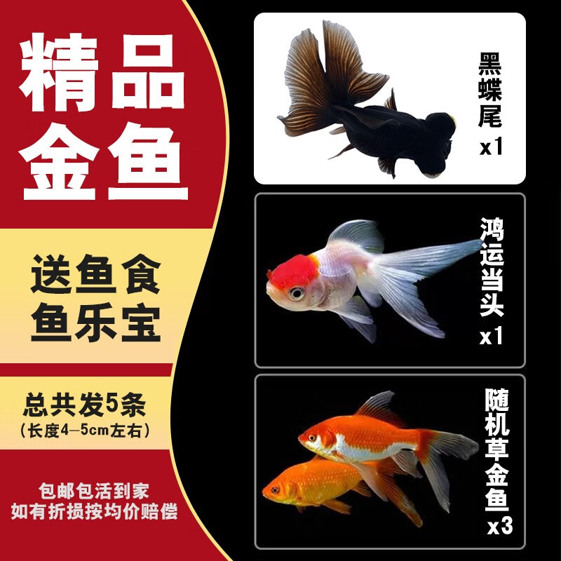 优鱼若宠观赏鱼活体水族宠物鱼 金鱼活鱼 小金鱼活体 冷水鱼淡水鱼 4-5cm5条组合怎么看?
