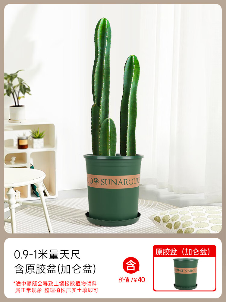 墨薰槿网红量天尺仙人柱盆栽阳台轻奢仙人掌多肉绿植物室内客厅大型好