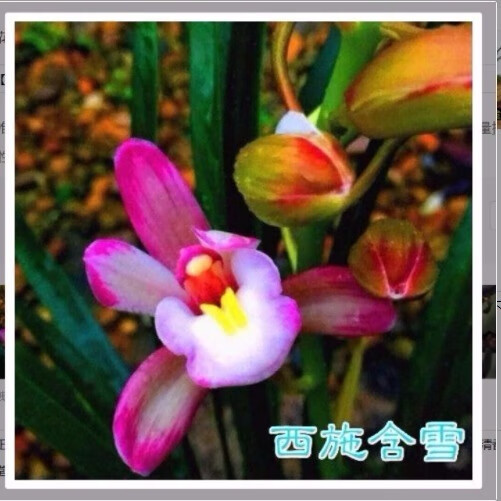 建兰兰花苗 金边兰花 好运来  浓香 室内盆栽花卉 西施含雪 3苗连体