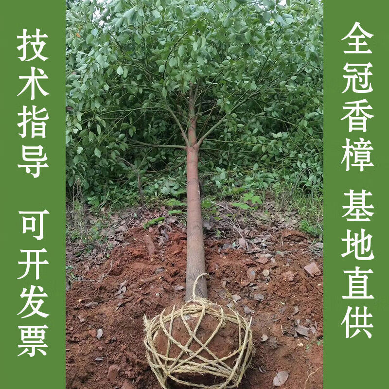 风景树大树名贵别墅绿化树木行道树四季常 香樟地径20公分粗带土球