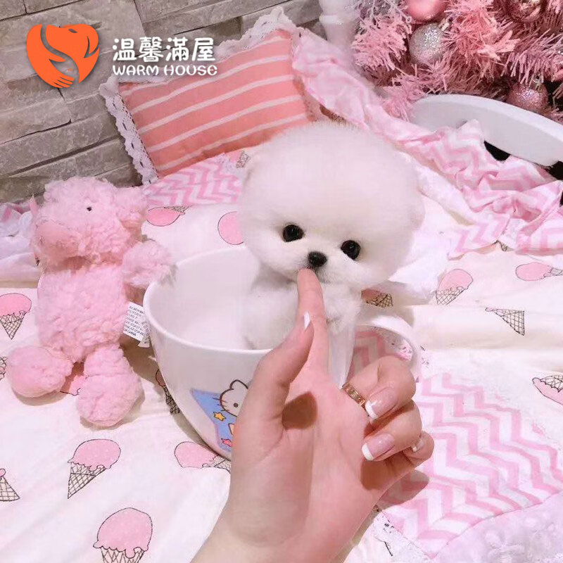 【使用】俊介犬评测：温馨满屋小体茶杯SS级公怎么样？插图