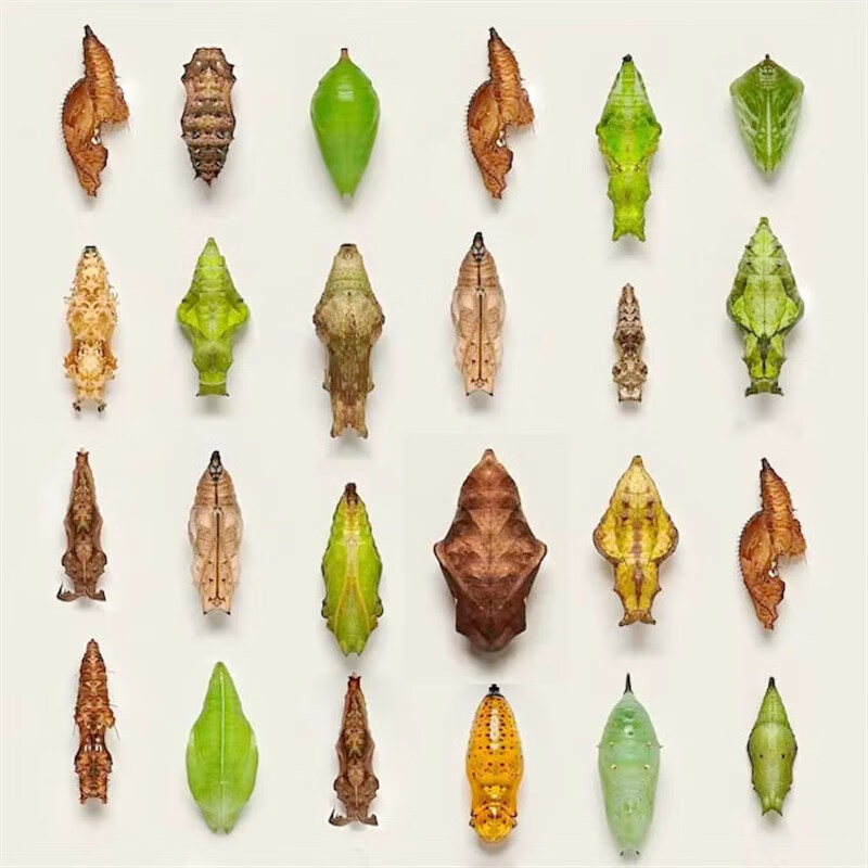 真活体蝴蝶蛹可孵化饲养儿童学生科普观察破蛹茧成蝶礼物宠物 蝴蝶蛹2