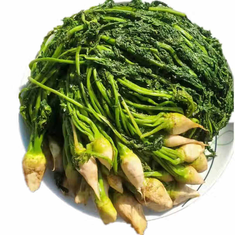 维霆东北芥菜英子 芥菜缨子 芥菜樱子咸菜新鲜农产品 2斤芥菜英子