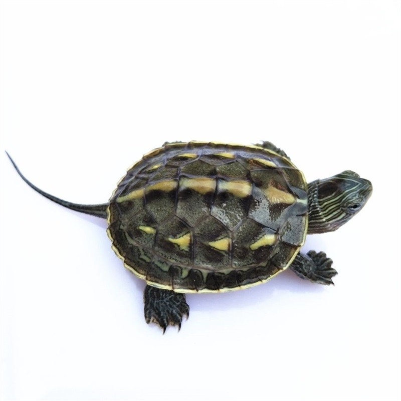 草珍珠龟花龟六线草龟乌龟活物宠物情侣活体龟观赏水龟 2-3厘米新出壳