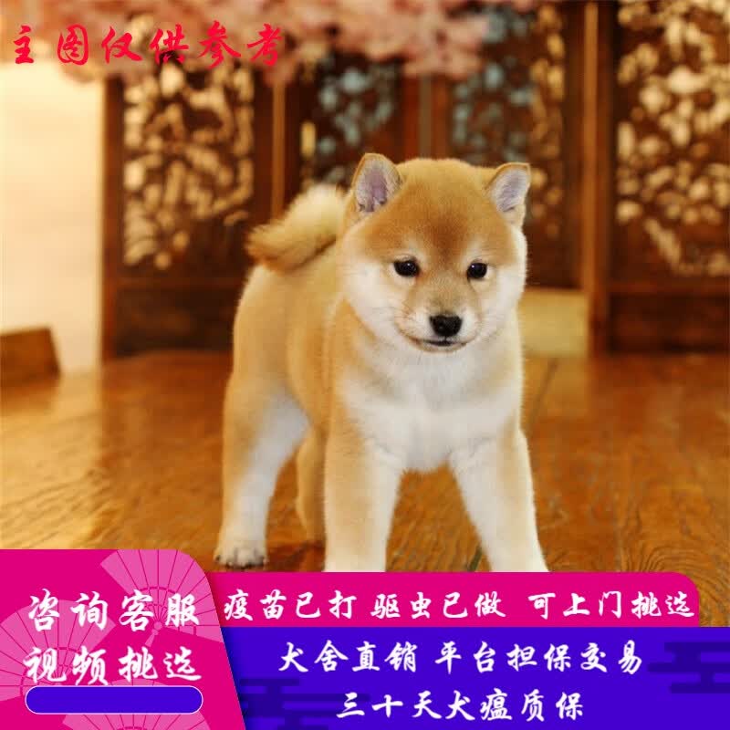 桓瑞宠物柴犬幼犬幼崽黑柴小豆柴纯种宠物狗狗活体犬舍直销小型犬 宠物级 宠物级A款 公属于什么档次？