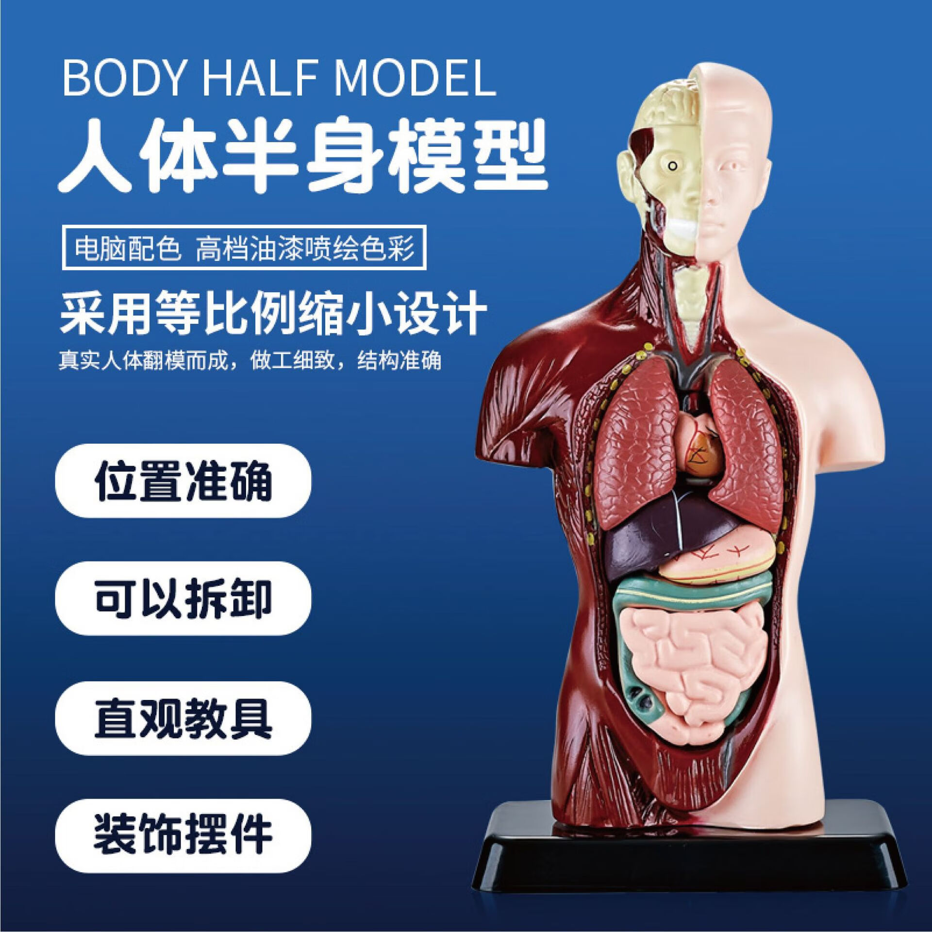 人体器官内脏结构模型可拆卸3d儿童医学解剖心脏躯干骨骼肌肉玩具