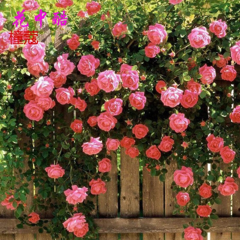 花中酷 玫瑰花种子 蔷薇花种子爬藤月季玫瑰四季开花爬墙攀援庭院室内花卉盆栽植物种子 一斤混色