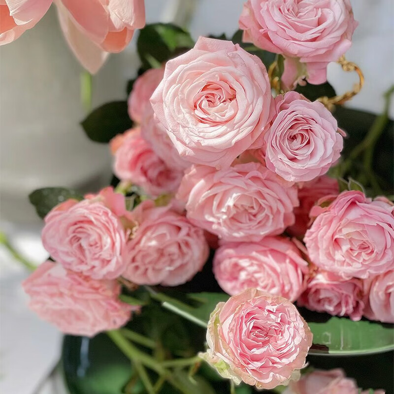 春天里肯尼亚进口玫瑰madam bombastic浮夸夫人5支 多头玫瑰 浮夸夫人