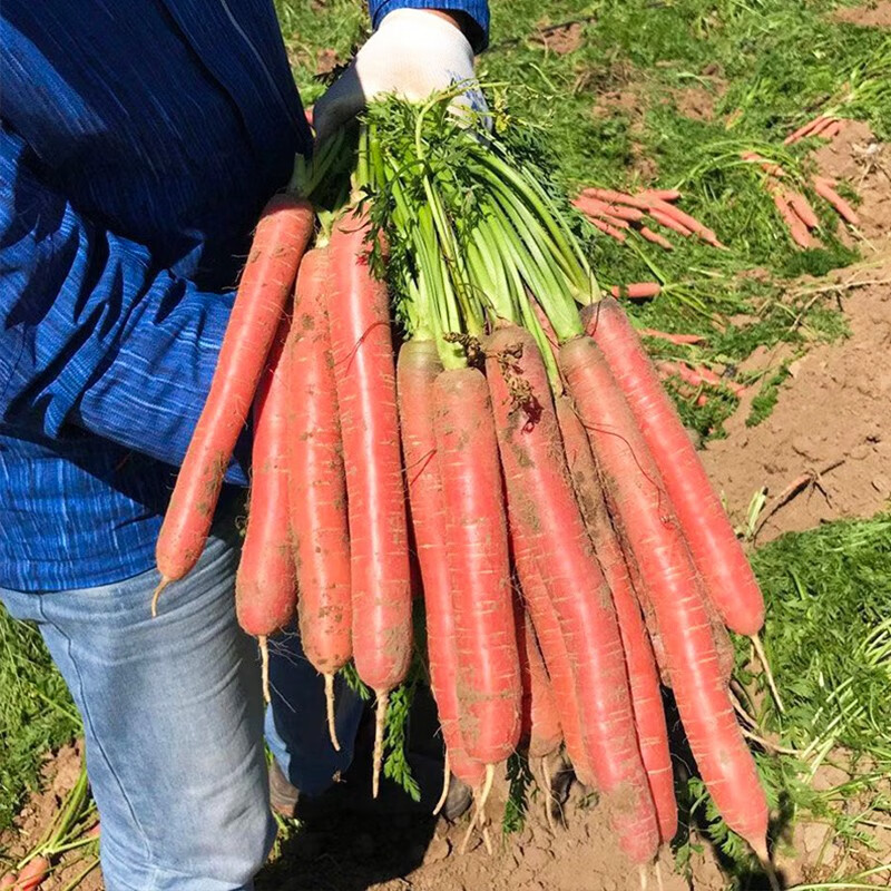 种菜记 玫瑰红胡萝卜种子红水果萝卜种籽罗卜秋季阳台盆栽四季蔬菜籽
