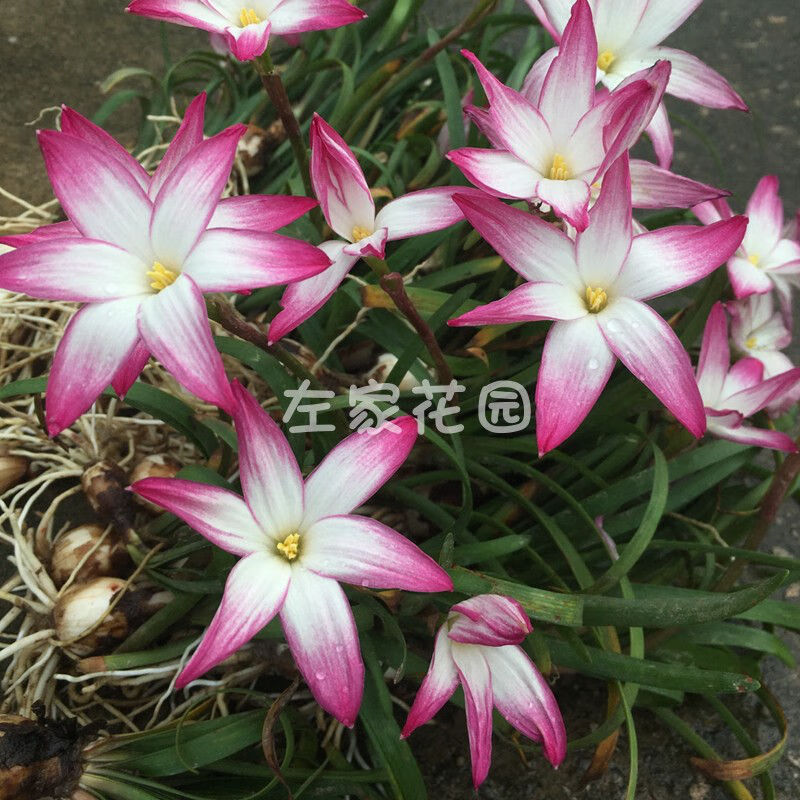 左家花园 风雨兰种球夏秋季开花重瓣四季庭院阳台盆栽花卉新手可种易