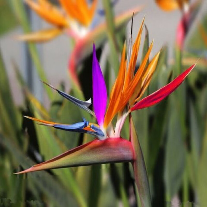 嘉岩嘉岩天堂鸟盆栽鹤望兰花卉室内客厅办公绿植物四季好看花苗 花鸟