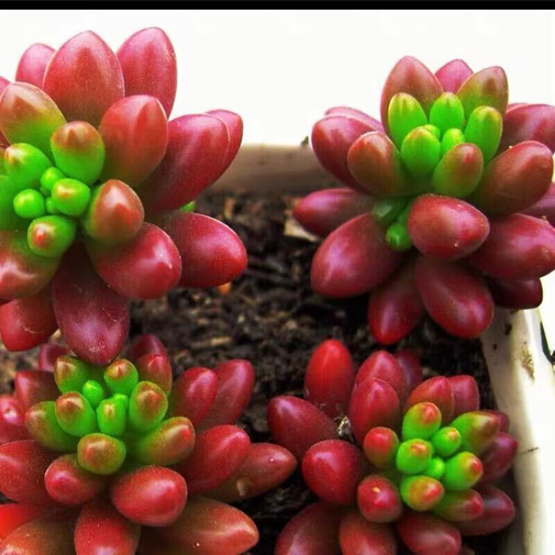 轩林美多肉 多肉植物 多肉多头粉室内阳台办公室花卉盆栽 虹之玉【4颗