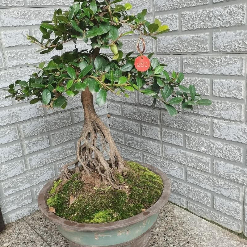 王子石盆景园微型盆景三峡蚊母高提根开红花结青果叶小观赏性高四季