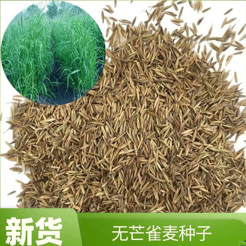 盏炯老芒麦种子多年生原生态可饲养牛羊牧草四季种子草种细长草原绿化