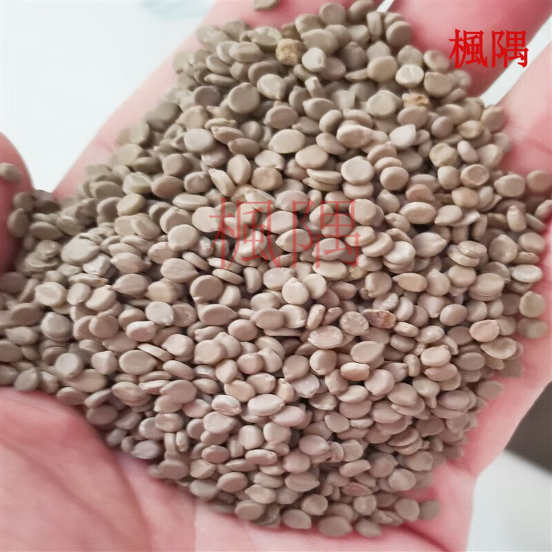 望江南茶植物驱蛇草防蛇蛇怕的草野决明驱蚊虫种 蛇灭门种子一斤500克